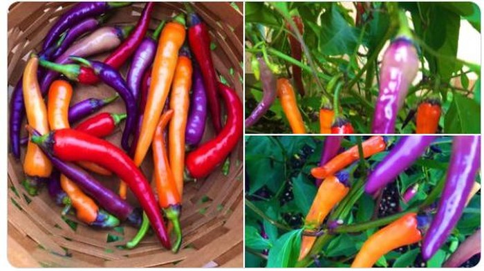 cabe pelangi Netizen Pamer Hasil Panen Cabe Pelangi yang Cantik