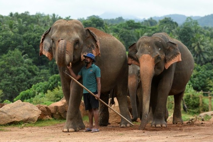 Gajah di Sri Lanka (AFP Photo)