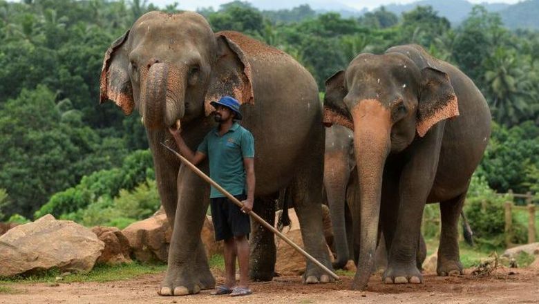 Gajah di Sri Lanka (AFP Photo)