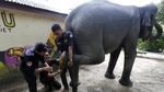 Tahu Engga? Hari Ini Hari Gajah Sedunia Lho