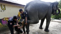 Tujuan ditetapkannya Hari Gajah Sedunia adalah untuk memberi tahu dunia bahwa kelangsungan hidup gajah, terutama di daerah Asia dan Afrika, sudah terancam punah. ANTARA FOTO/Irwansyah Putra  