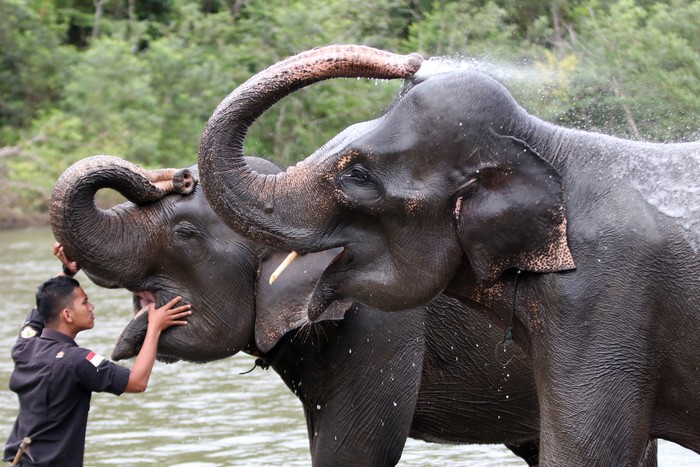 HARI GAJAH SEDUNIA Pawang (mahout) mengarahkan gajah sumatra (Elephas maximus sumatranus) jinak sebelum dilakukan pemerisaan kesehatan pada hari peringatan hari gajag sedunia di CRU Sampoiniet, Aceh Jaya, Aceh, Rabu (12/8/2020). Peringatan hari gajah sedunia yang dirayakan setiap 12 Agustus 2020 menjadi upaya menyebarkan kesadaran tentang pelestarian dan perlindungan satwa yang semakin berkurang populasinya di alam liar akibat perambahan hutan dan pemburuan. ANTARA FOTO/Irwansyah Putra/foc.