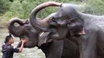 Tahu Engga? Hari Ini Hari Gajah Sedunia Lho