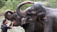 Pawang gajah memeriksa kesehatan mulut gajah sumatra (Elephas maximus sumatranus) pada hari gajah sedunia di CRU Sampoiniet, Aceh Jaya, Aceh, Rabu (12/8/2020). ANTARA FOTO/Irwansyah Putra  