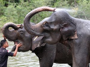 Tahu Engga? Hari Ini Hari Gajah Sedunia Lho