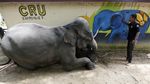 Tahu Engga? Hari Ini Hari Gajah Sedunia Lho