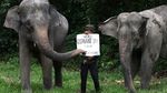 Tahu Engga? Hari Ini Hari Gajah Sedunia Lho