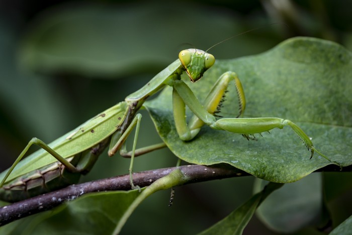 Macro of pregnant female Praying Mantis or Mantis Religiosa in a natural habitat. It looking at the camera and sits on the Magnolia Susan leaves.
