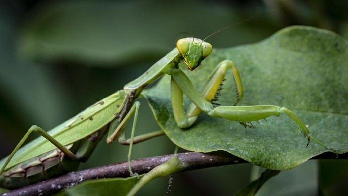 Macro of pregnant female Praying Mantis or Mantis Religiosa in a natural habitat. It looking at the camera and sits on the Magnolia Susan leaves.