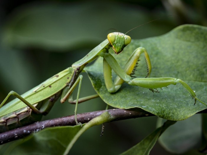 Ilustrasi Belalang Sembah Macro of pregnant female Praying Mantis or Mantis Religiosa in a natural habitat. It looking at the camera and sits on the Magnolia Susan leaves.