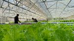 Inovasi Pertanian di Masa Pandemi lewat Metode Aquagriculture