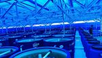 Inovasi Pertanian di Masa Pandemi lewat Metode Aquagriculture