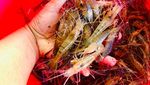 Inovasi Pertanian di Masa Pandemi lewat Metode Aquagriculture