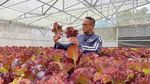 Inovasi Pertanian di Masa Pandemi lewat Metode Aquagriculture