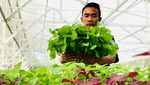 Inovasi Pertanian di Masa Pandemi lewat Metode Aquagriculture