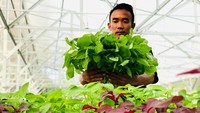 Pekerja menunjukkan hasil pertanian berbasis Aquaculture di di Elon Farm, Cisarua, Bogor, Jawa Barat.