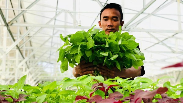 Inovasi Pertanian di Masa Pandemi lewat Metode Aquagriculture
