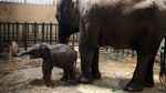 Taman Safari Pasuruan Tambah Koleksi Bayi Gajah Sumatera