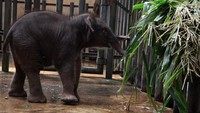 Bayi gajah yang lahir pada 14 Juli 2020 dengan berat 80 kg dan tinggi 85 cm tersebut lahir dari indukan betina bernama Siska dan pejantan bernama Wahid tersebut menambah koleksi gajah Sumatera di taman itu menjadi 20 ekor.