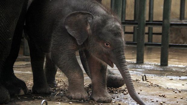 Seekor bayi gajah sumatera (Elephas maximus sumatrensis) berkelamin betina memakan rumput di kandang Taman Safari Prigen, Pasuruan, Jawa Timur, Rabu (12/8/2020). Bayi gajah yang lahir pada 14 Juli 2020 dengan berat 80 kg dan tinggi 85 cm tersebut lahir dari indukan betina bernama Siska dan pejantan bernama Wahid tersebut menambah koleksi gajah Sumatera di taman itu menjadi 20 ekor. ANTARA FOTO/Umarul Faruq/aww.