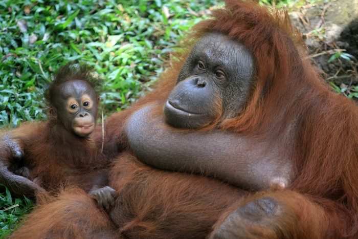 Seekor bayi orangutan Kalimantan (Pongo Pyhmaeus) berkelamin betina bernama Nanda bersama induknya di kandang Taman Safari Prigen, Pasuruan, Jawa Timur, Rabu (12/8/2020). Bayi orangutan yang lahir pada 11 Maret 2020 secara normal tersebut lahir dari indukan betina bernama Naning dan pejantan bernama Bima menambah individu orangutan di taman itu menjadi 22 ekor. ANTARA FOTO/Umarul Faruq/foc.