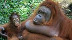 Ini Nanda, Bayi Orangutan yang Baru Lahir di Pasuruan