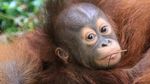 Ini Nanda, Bayi Orangutan yang Baru Lahir di Pasuruan