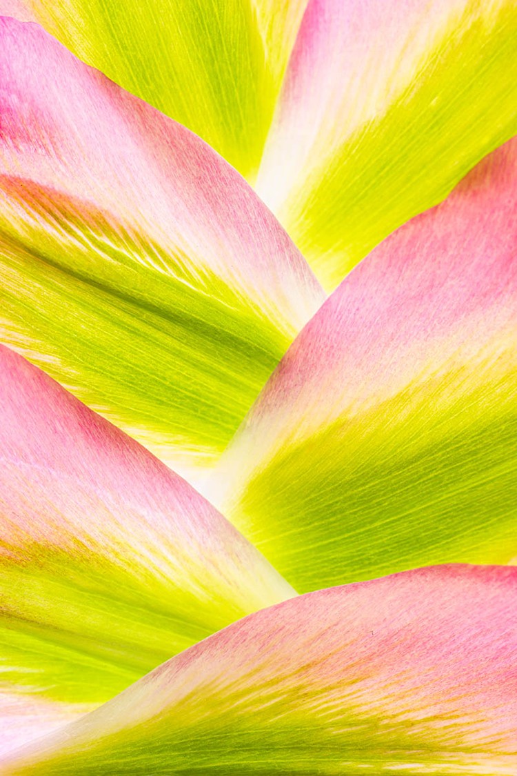 Macro Art Photo Awards 2020