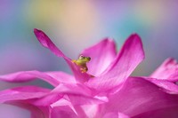 Macro Art Photo Awards 2020
