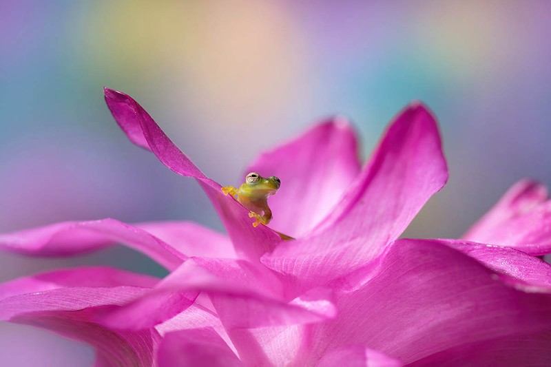 Macro Art Photo Awards 2020