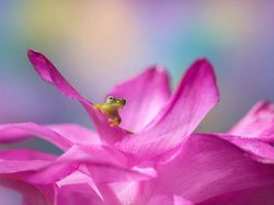 Karya Jawara Kontes Foto Makro yang Memesona Mata