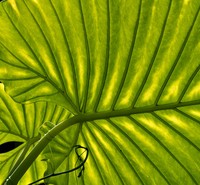 Macro Art Photo Awards 2020