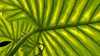 Foto yang dipuji juri karya Dinah Jayes dari Inggris, Foto: igpoty.com