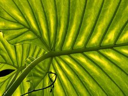 Karya Jawara Kontes Foto Makro yang Memesona Mata