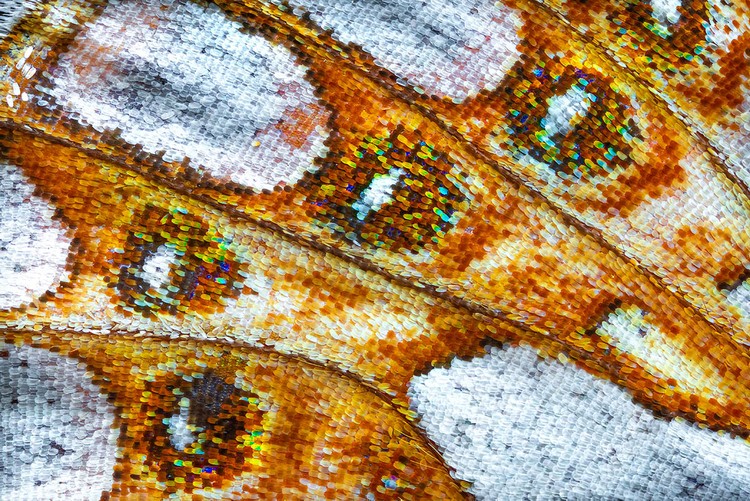 Macro Art Photo Awards 2020