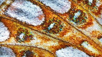 Foto sayap kupu-kupu ini turut dipuji juri merupakan karya Petar Sabol dari Kroasia. Foto: igpoty.com