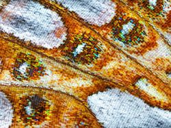 Karya Jawara Kontes Foto Makro yang Memesona Mata