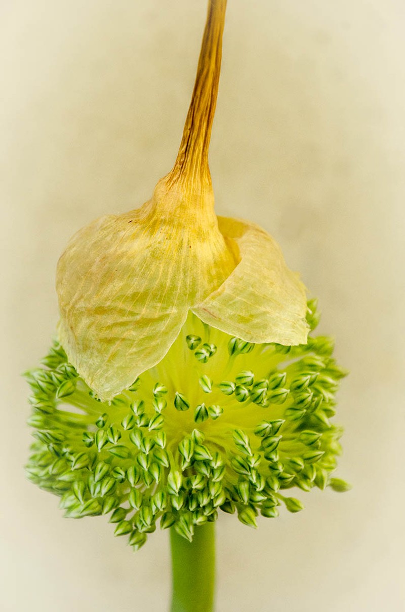 Macro Art Photo Awards 2020