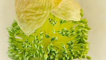 Foto yang dipuhi juri karya Ingeborg Hartgerink-Grandia dari Belanda. Foto: igpoty.com