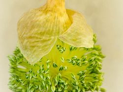 Karya Jawara Kontes Foto Makro yang Memesona Mata