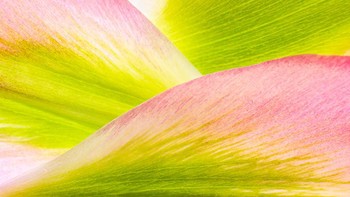 Juara kedua diraih Anne MacIntyre dari Inggris yang menampilkan kelopak bunga tulip pegunungan. Foto: igpoty.com/