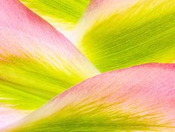 Karya Jawara Kontes Foto Makro yang Memesona Mata