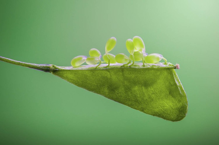 Macro Art Photo Awards 2020