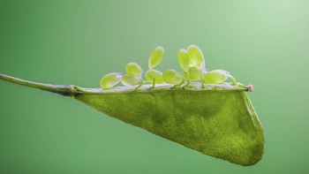 Juara ketiga diraih Zhang Ye Fei dari China yang menampilan benih serangga. Foto: igpoty.com/