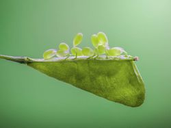 Karya Jawara Kontes Foto Makro yang Memesona Mata