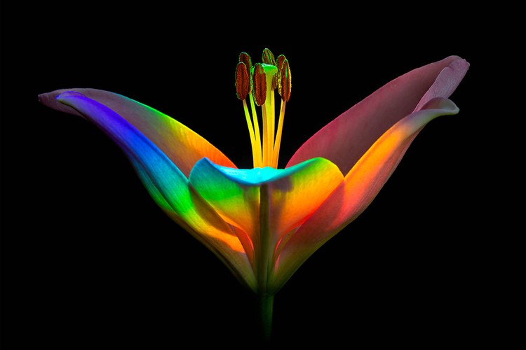 Macro Art Photo Awards 2020