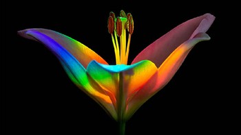 Karya finalis Ecterina Leonte dari AS yang menampilkan bunga lili. Foto: igpoty.com/