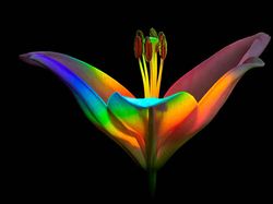 Karya Jawara Kontes Foto Makro yang Memesona Mata