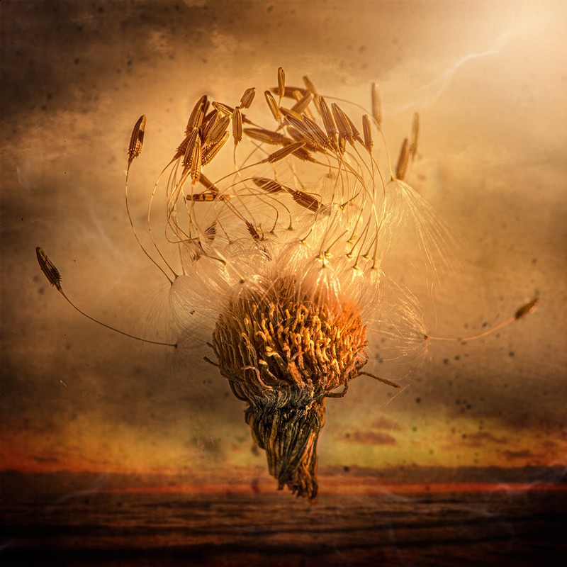 Macro Art Photo Awards 2020