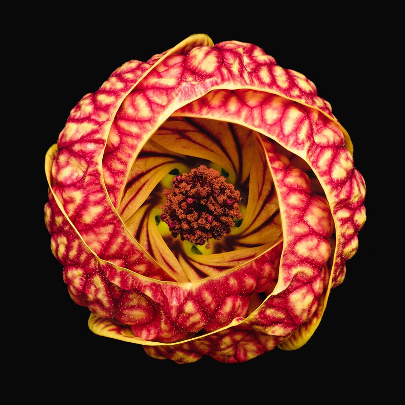 Macro Art Photo Awards 2020